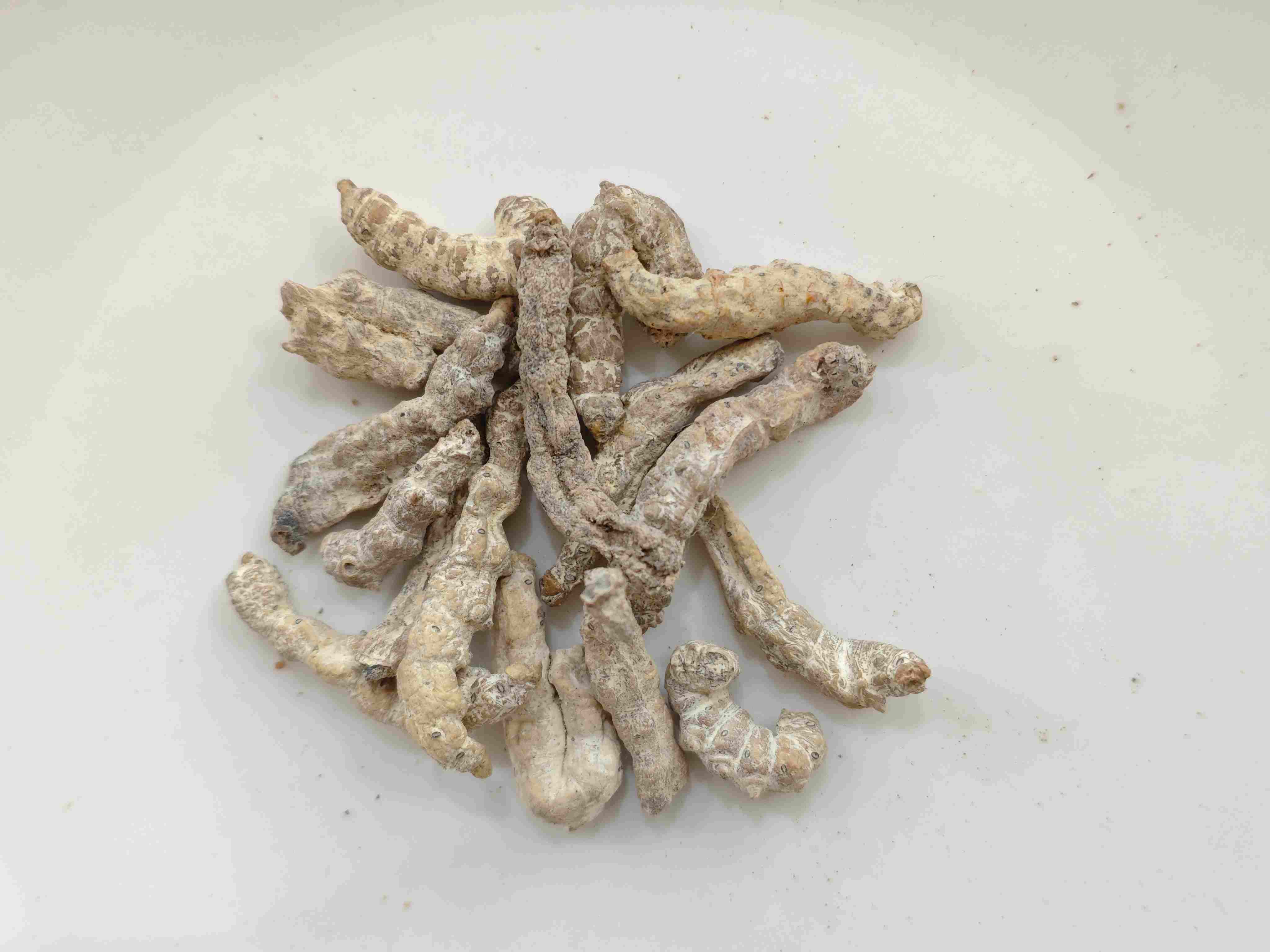 뻣뻣한 누에 (jiāngcán)