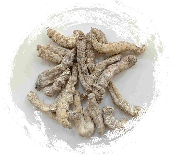 뻣뻣한 누에 (jiāngcán)