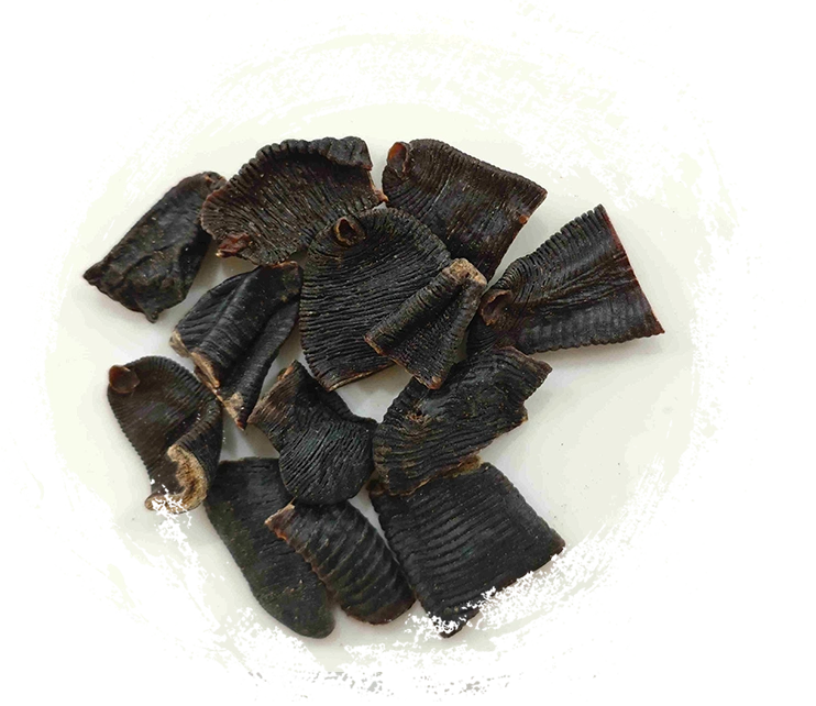 거머리 (shuǐzhì)