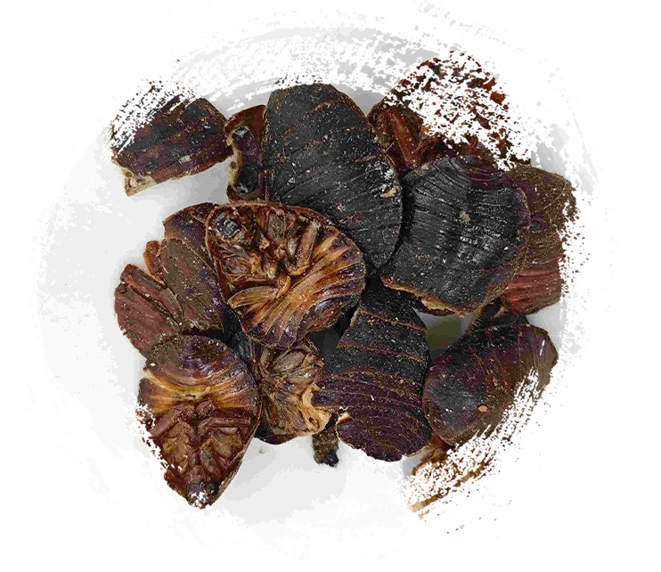 그라운드 딱정벌레 (t (biēchóng)