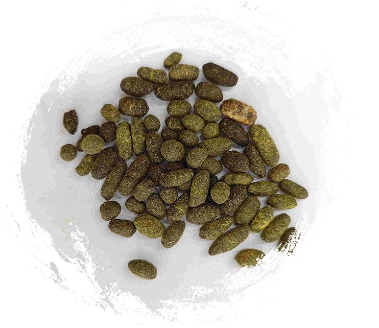 래커 트리 수지 (WǔLíngzhī)