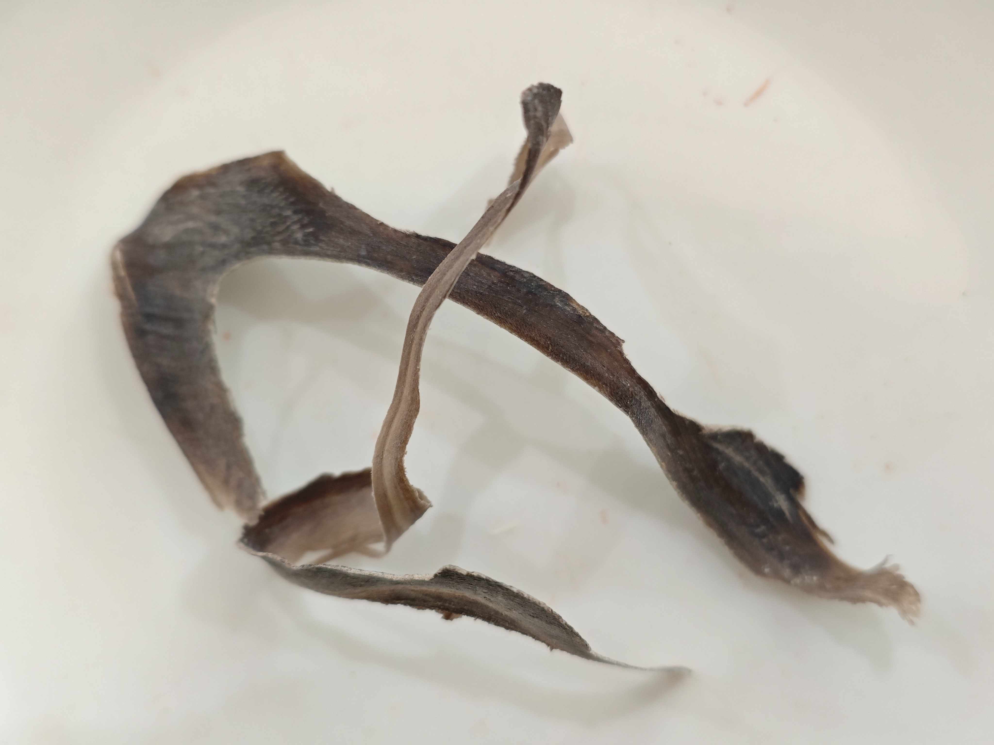 워터 버팔로 혼