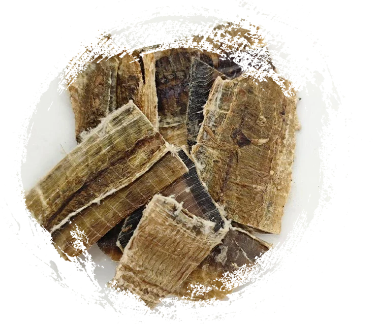 지렁이 (dìlóng)