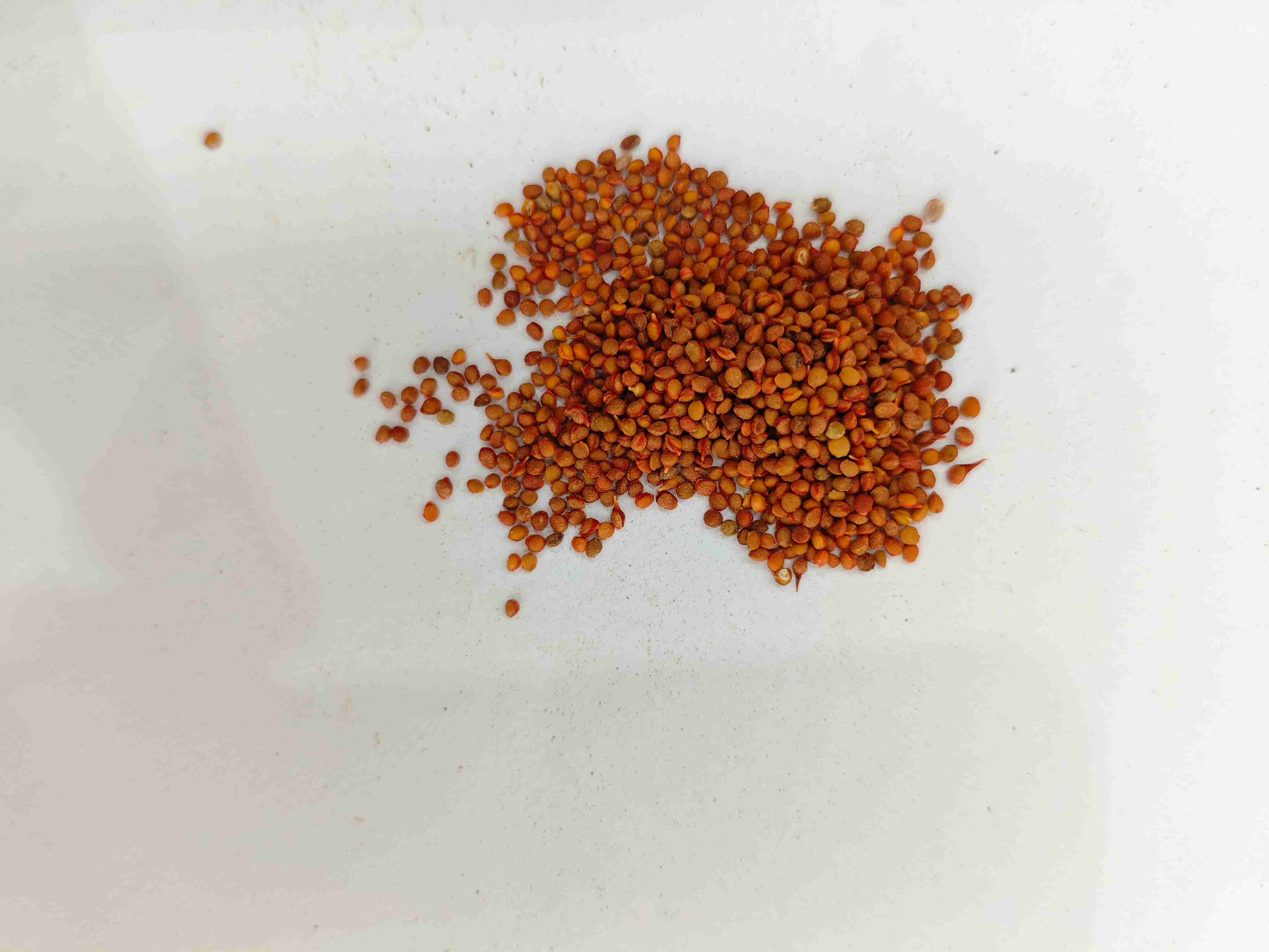 종이 뽕나무 과일 (chberryshízǐ)