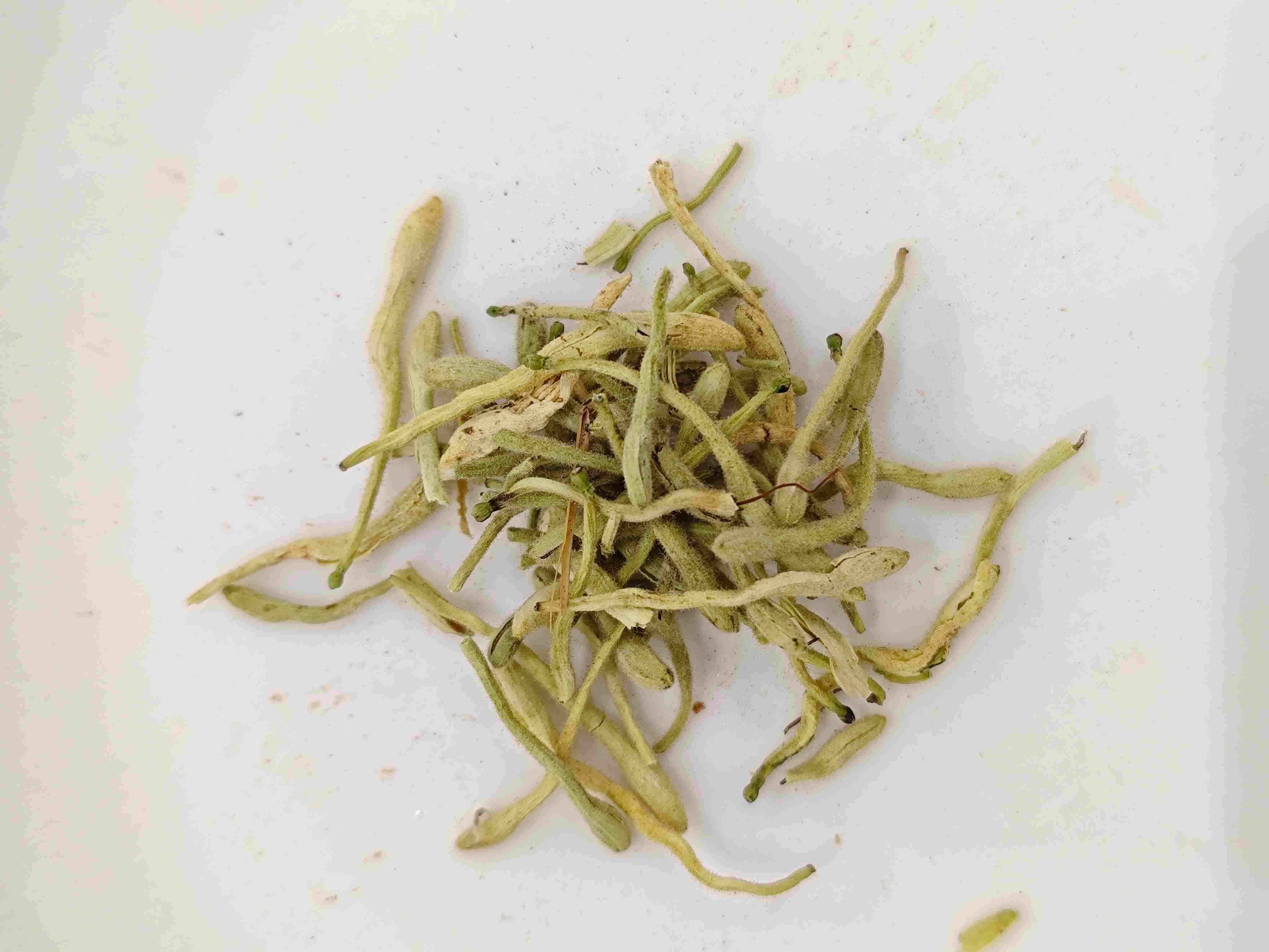 한약에서의 인동덩굴: 기능과 응용