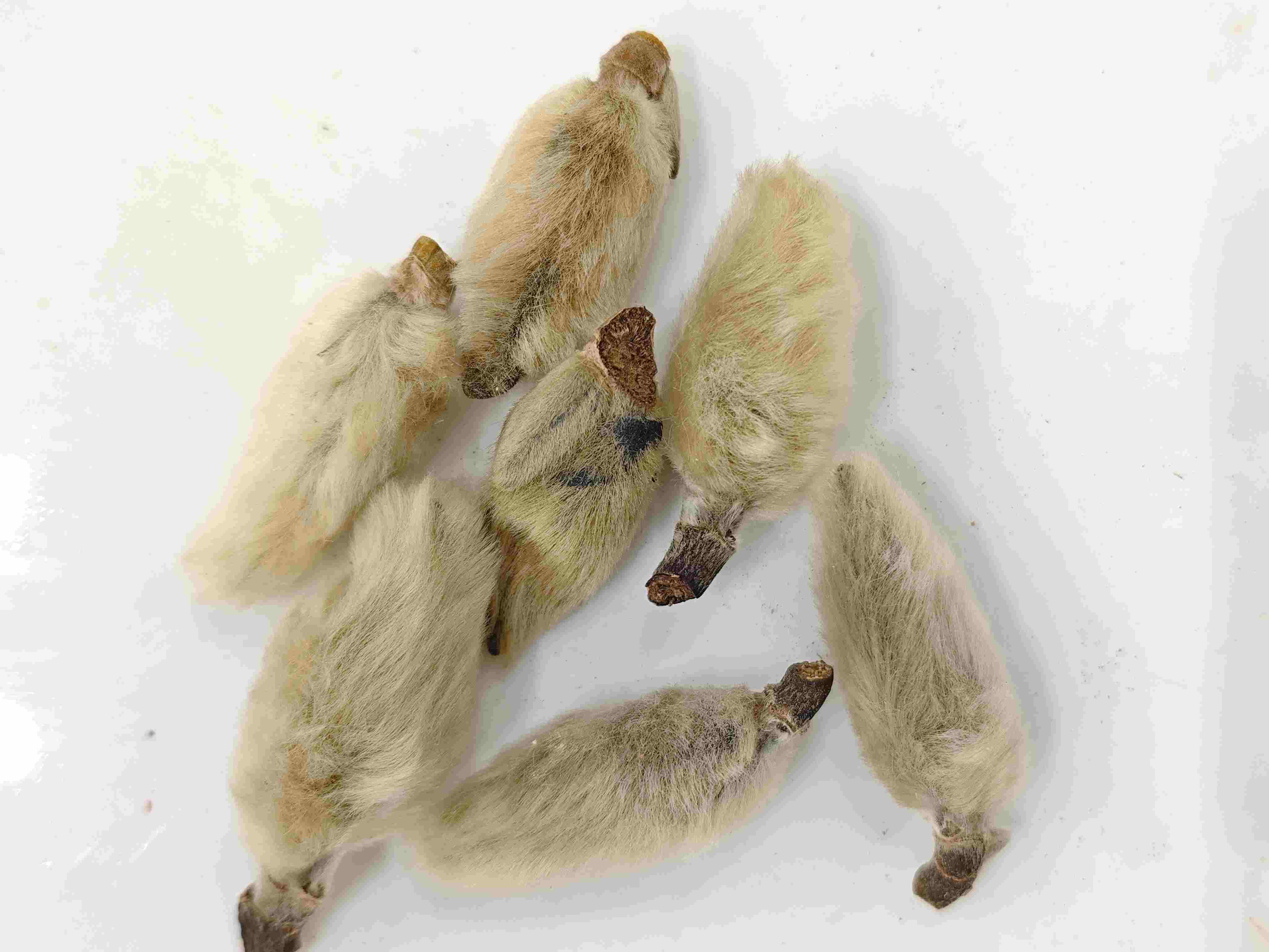 매그놀리아 꽃 봉오리 (Xīny&iacute;)