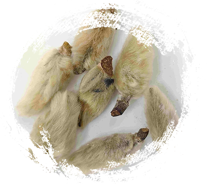 매그놀리아 꽃 봉오리 (Xīnyí)