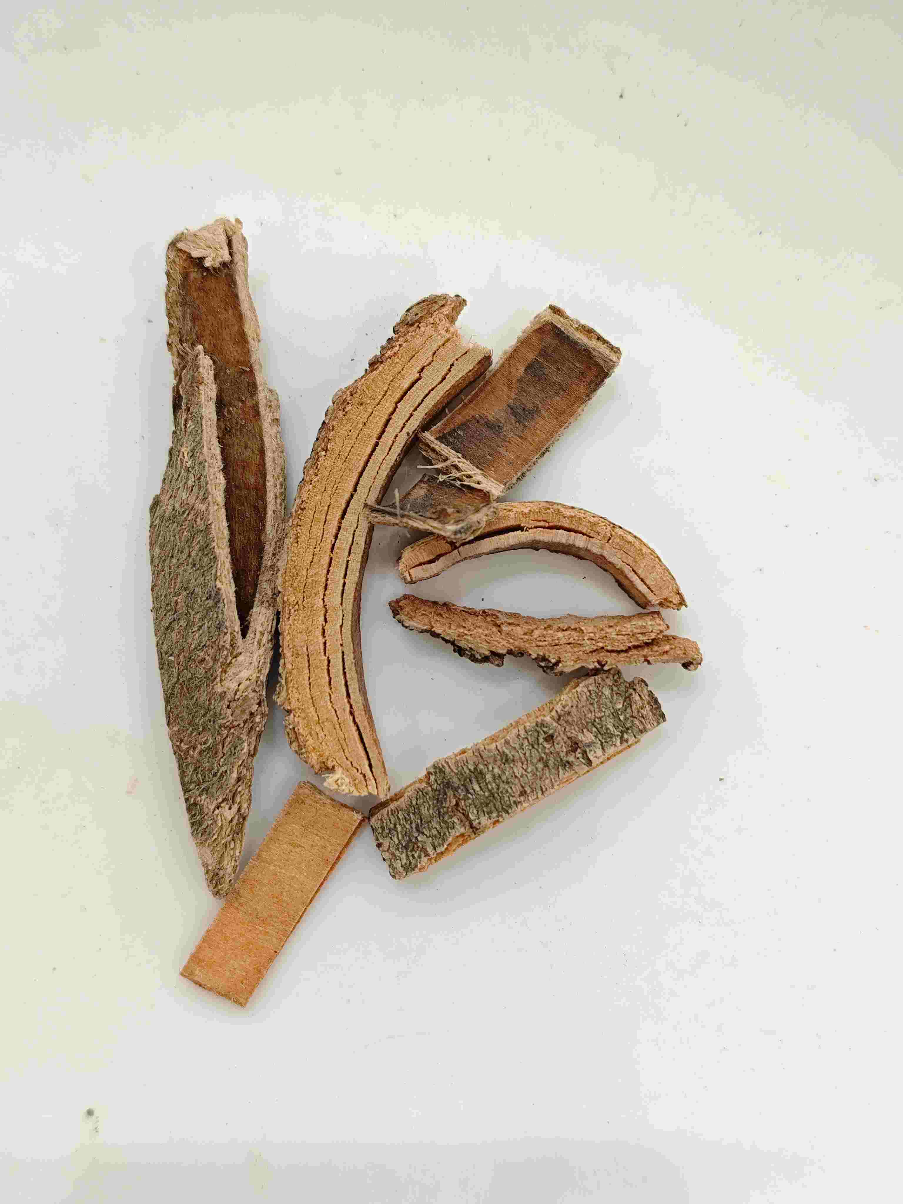 중국 재 껍질 (Qín Pí)