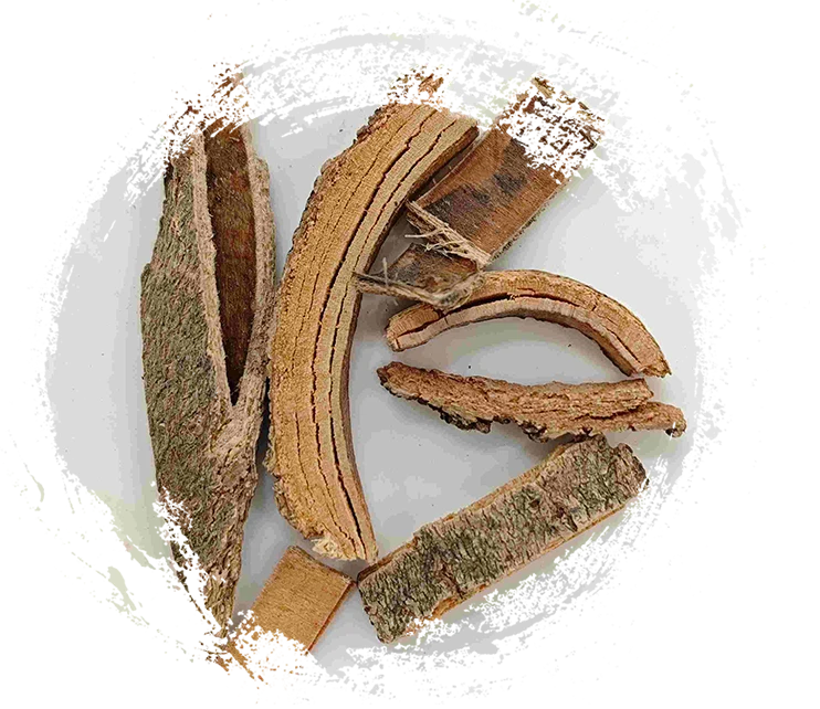 중국 재 껍질 (Qín Pí)