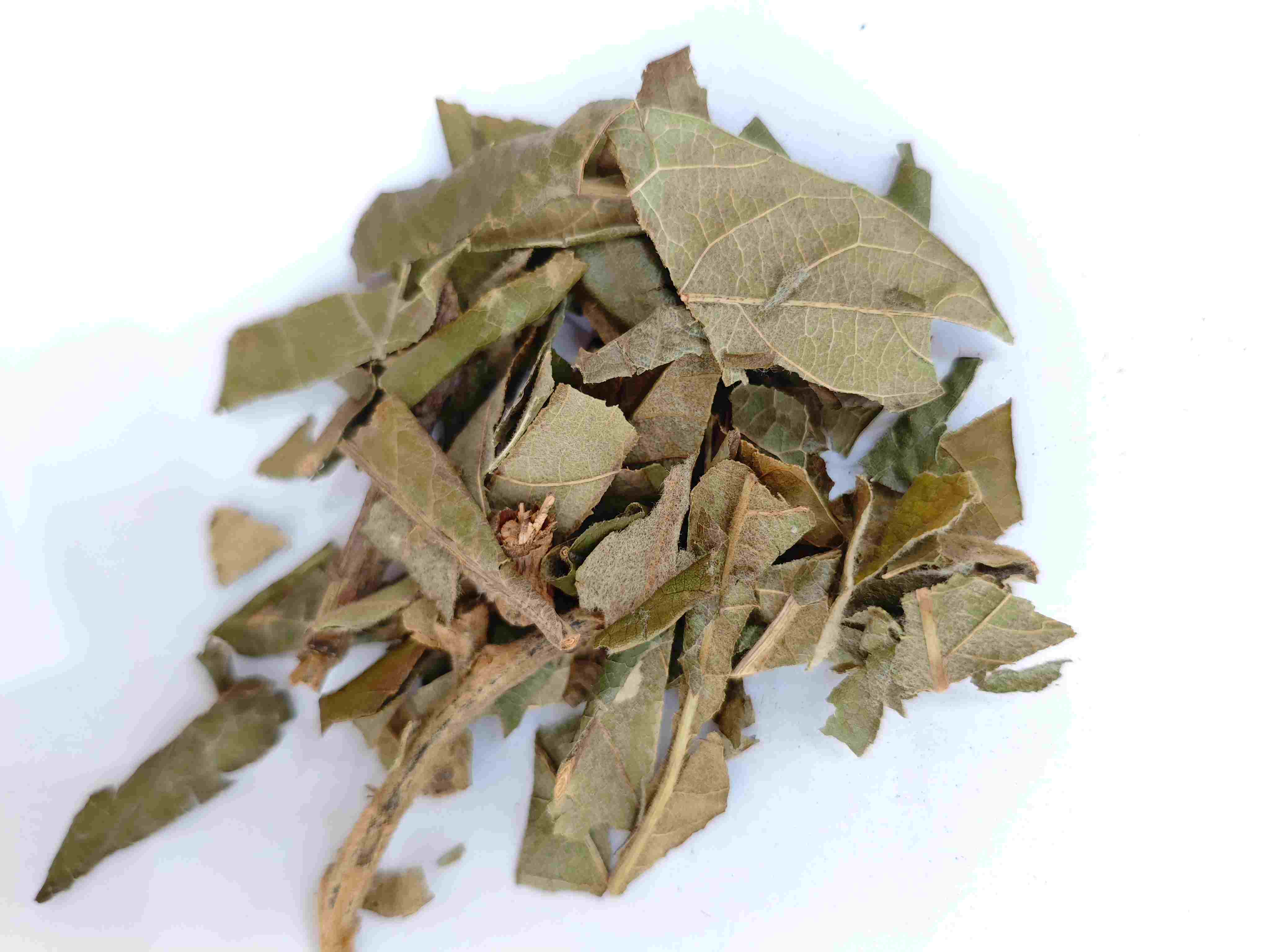 loquat 잎 (pípá yè)