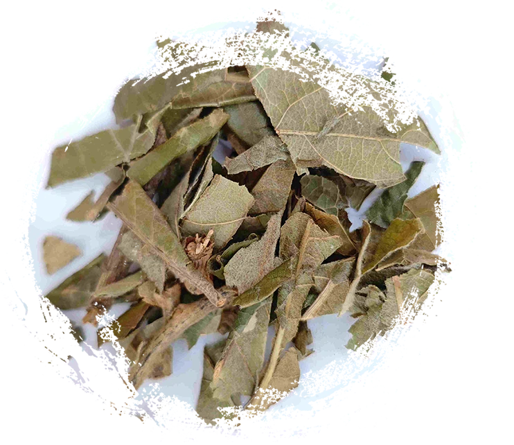 loquat 잎 (pípá yè)