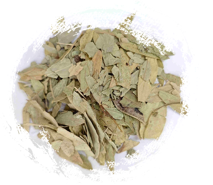 세나 리프 (fānxiè yè)